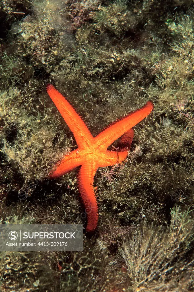 Orange Sea star clung to the rock France