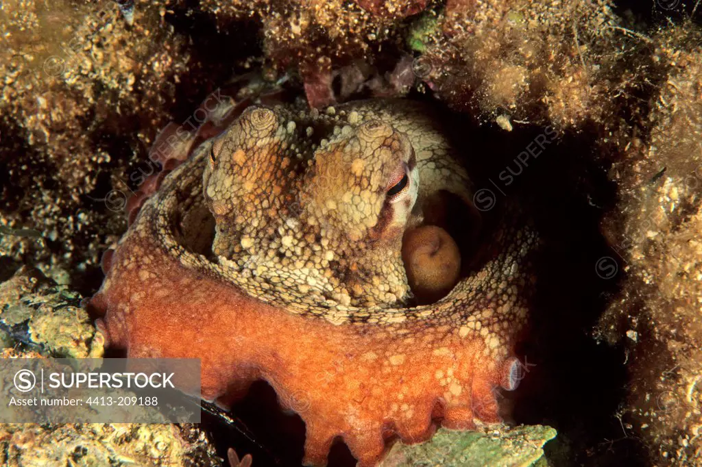 Portrait of a Mediterranean Octopus Antibes France