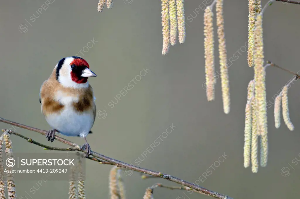 Goldfinch on a filbert Limousin France