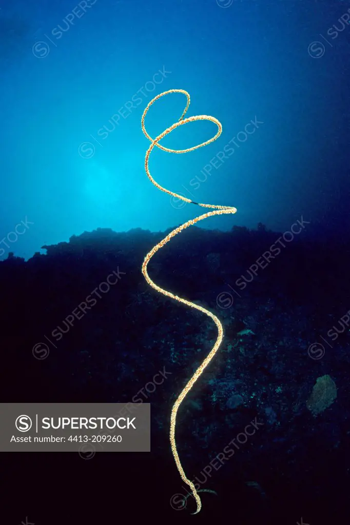 Coral Branch amounting black spiral Mayotte