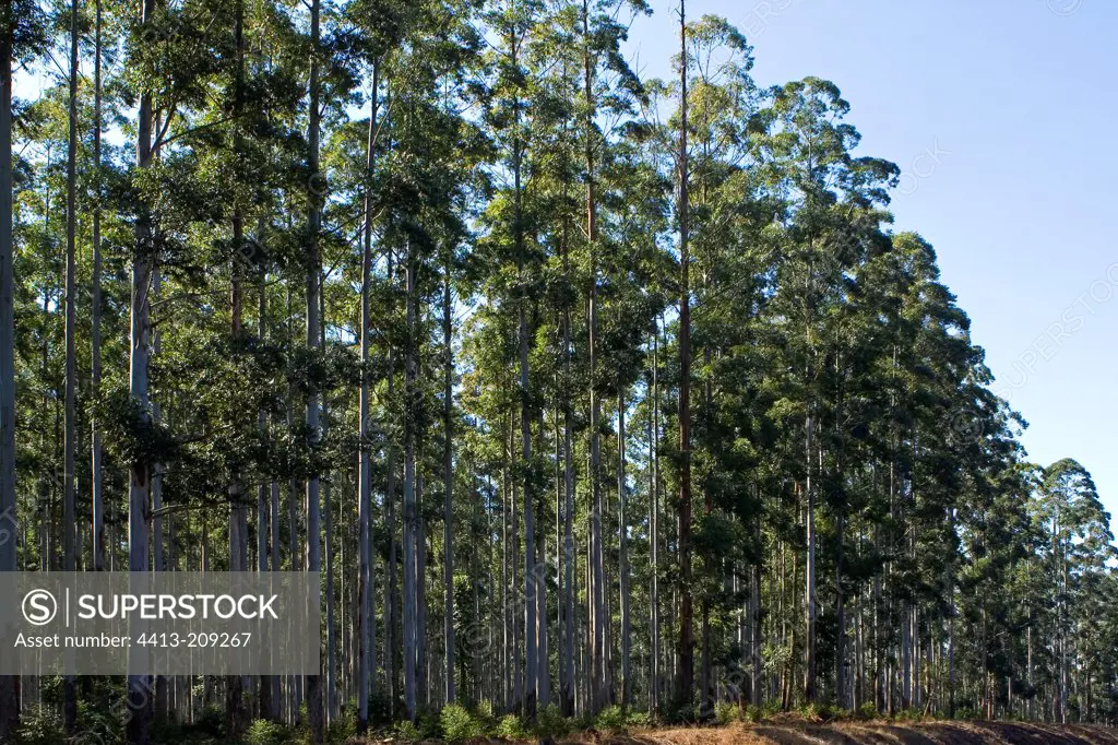 Plantation of Eucalyptus South Africa