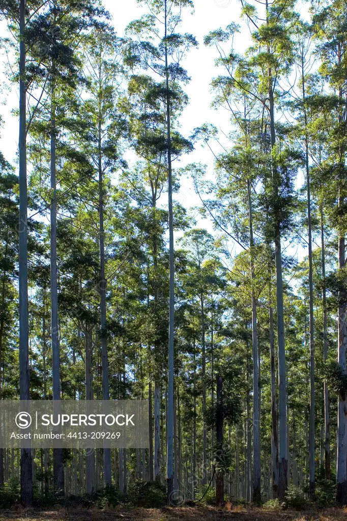 Plantation of Eucalyptus South Africa