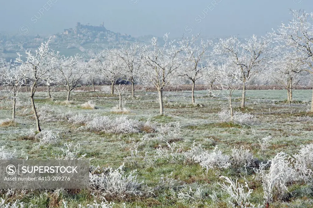 Nut plantation frosted and village of Turenne Limousin Franc