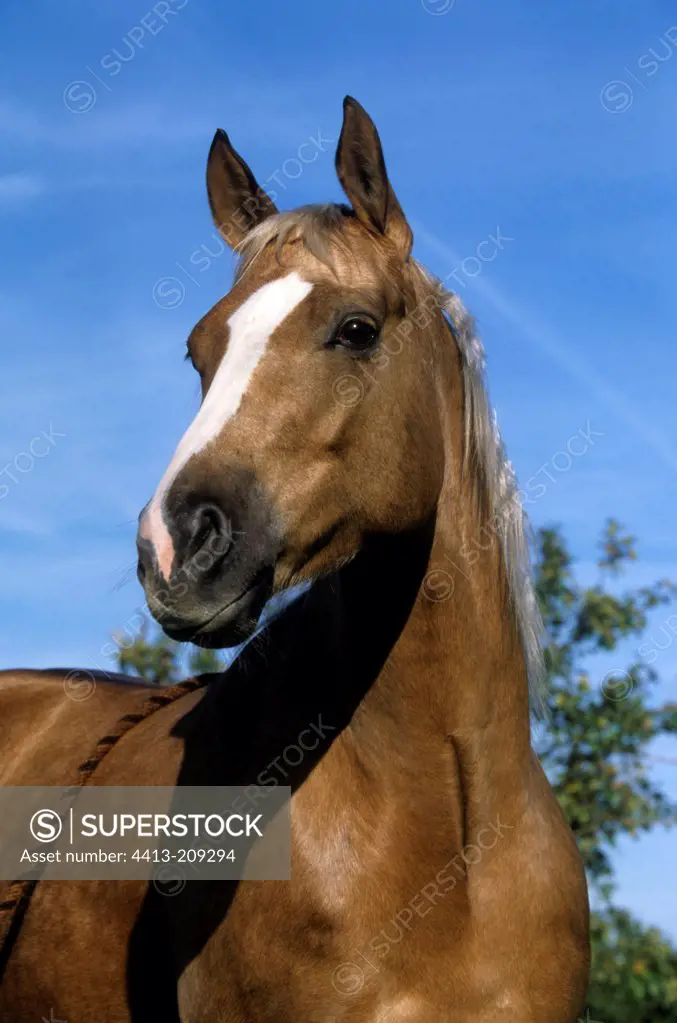 Portrait of a quarter horse mare dress palomino France