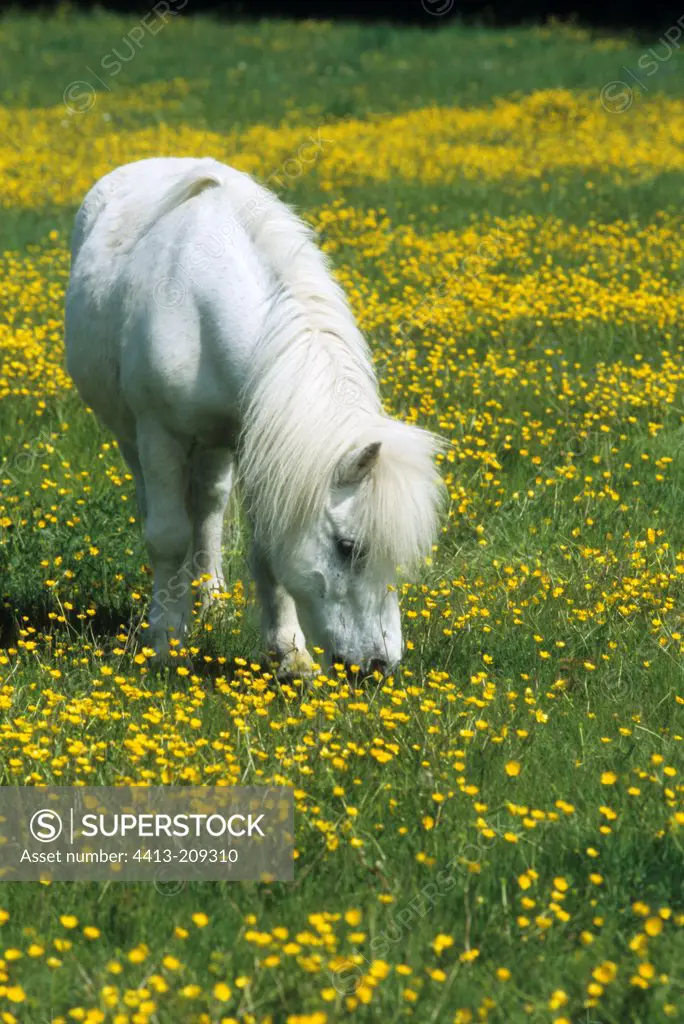 Shetland Pony gray grazing in a meadow of butter cups