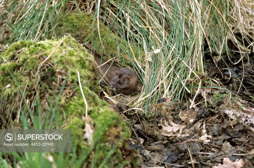 European Mink leaving its lodging under Carex Gascony
