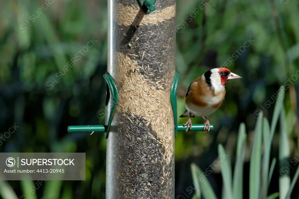 Elegant goldfinch