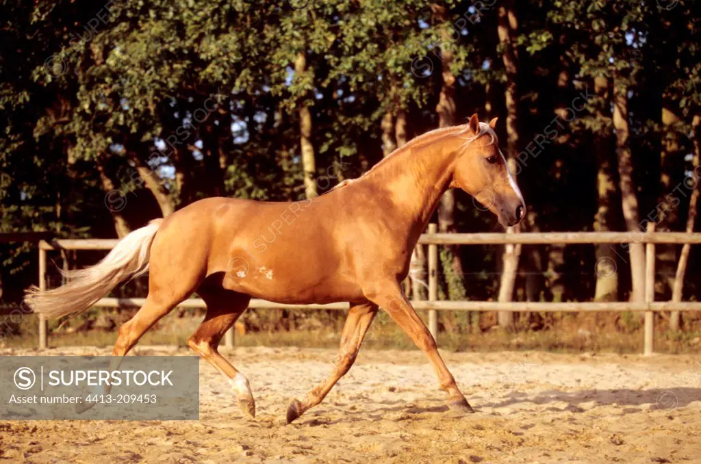 Horse saddle palomino trotting in a career in sand France