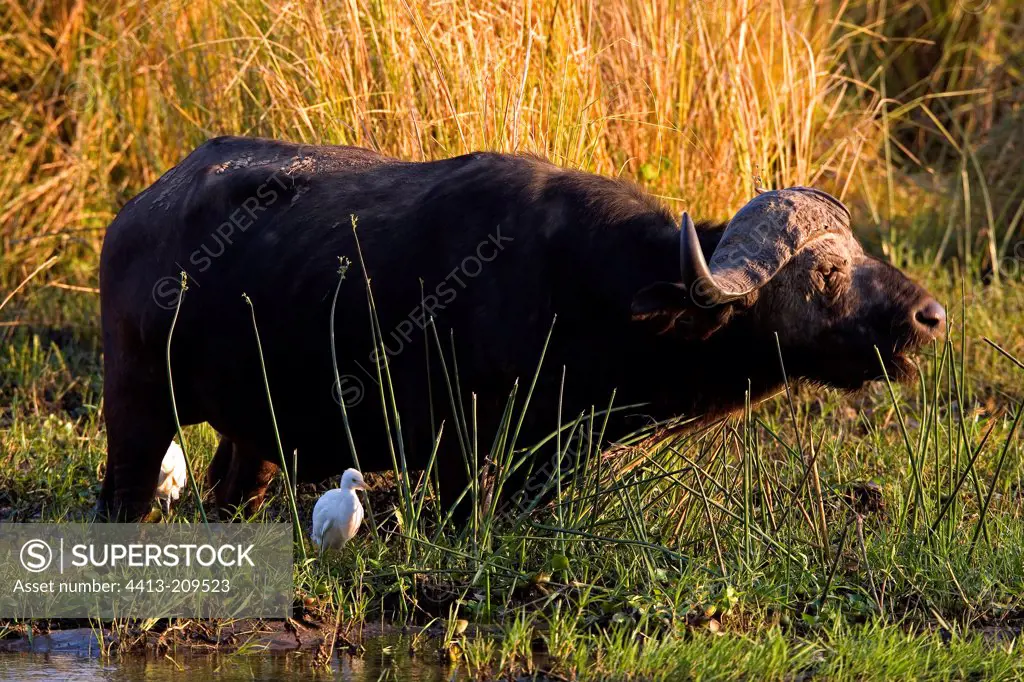 Cape buffalo in a wetland area NP Mana Pools Zimbabwe