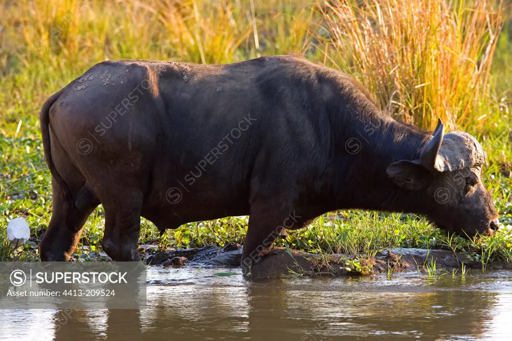 Cape buffalo drinking NP Mana Pools Zimbabwe