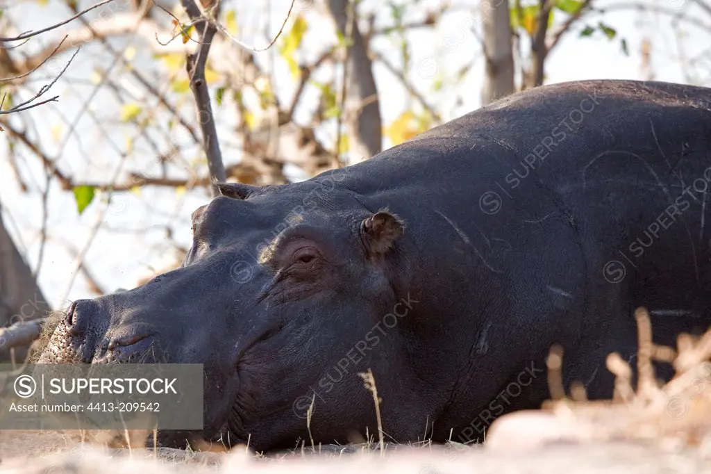 Hippopotamus resting NP Chobe Botswana