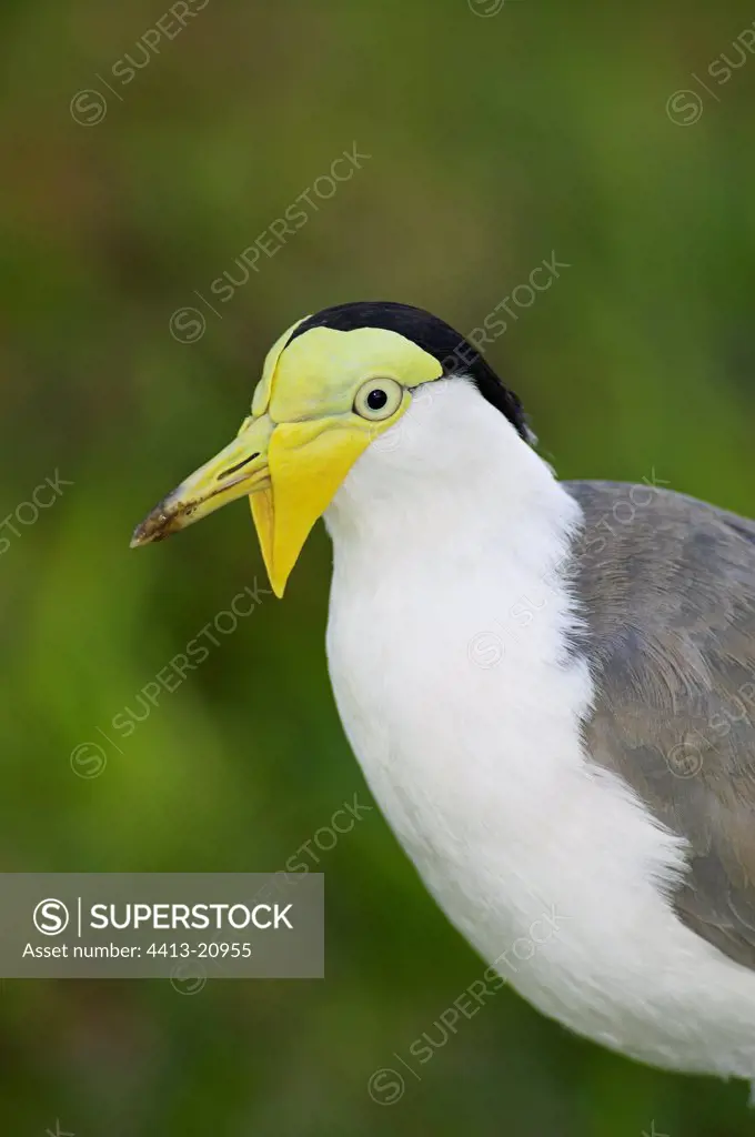 Portrati of Northern Masked Lapwing