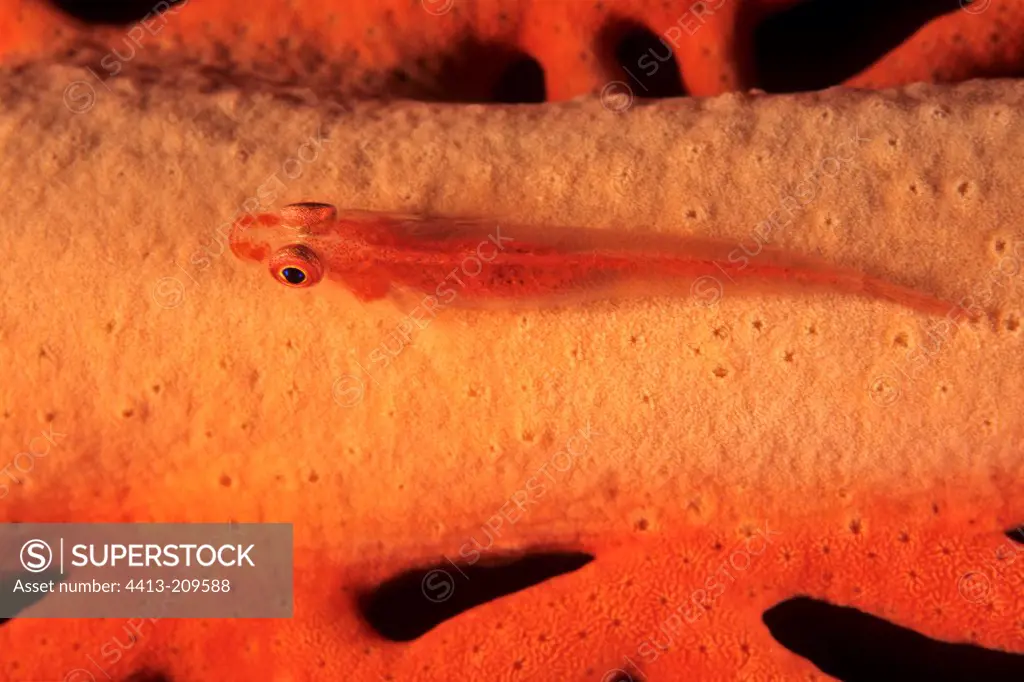 Goby based in an orange New Caledonia