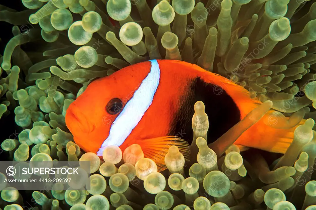 Anemonefish swimming in anemone Oceania