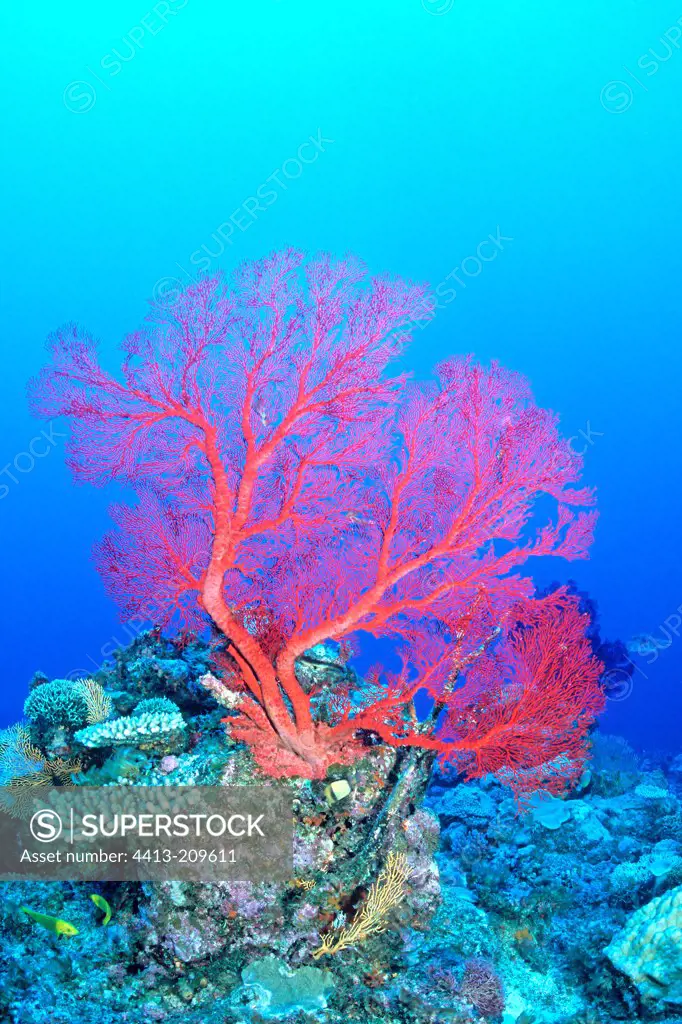 Gorgone of tenia red on a reef reef Oceania