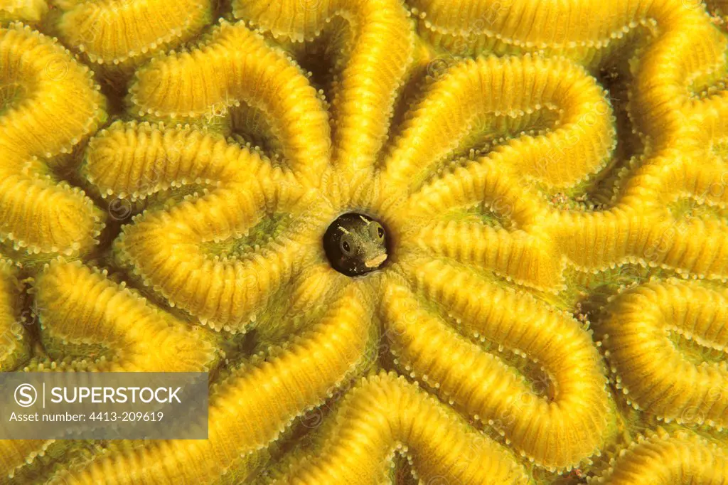 Portrait of a small Blenny emerging from coral Caribbean