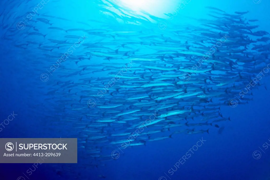 Spiral formed by a school of fish Barracuda Malaysia