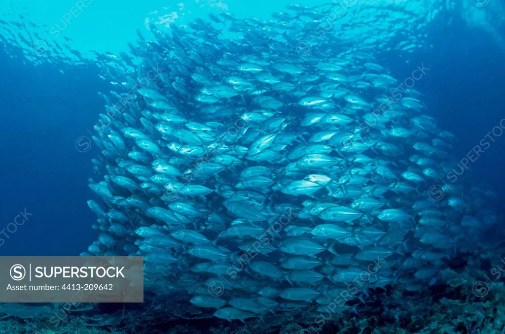 Spiral formed by a school of fish Jack Malaysia