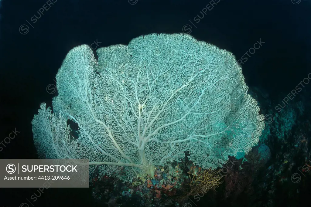 White gorgonian in the deep waters Malaysia