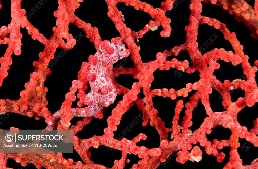Pygmy Seahorse camouflaged in the red coral Malaysia