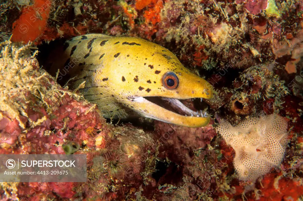 Portrait of an Yellow spotted Moray in the reef Malaysia