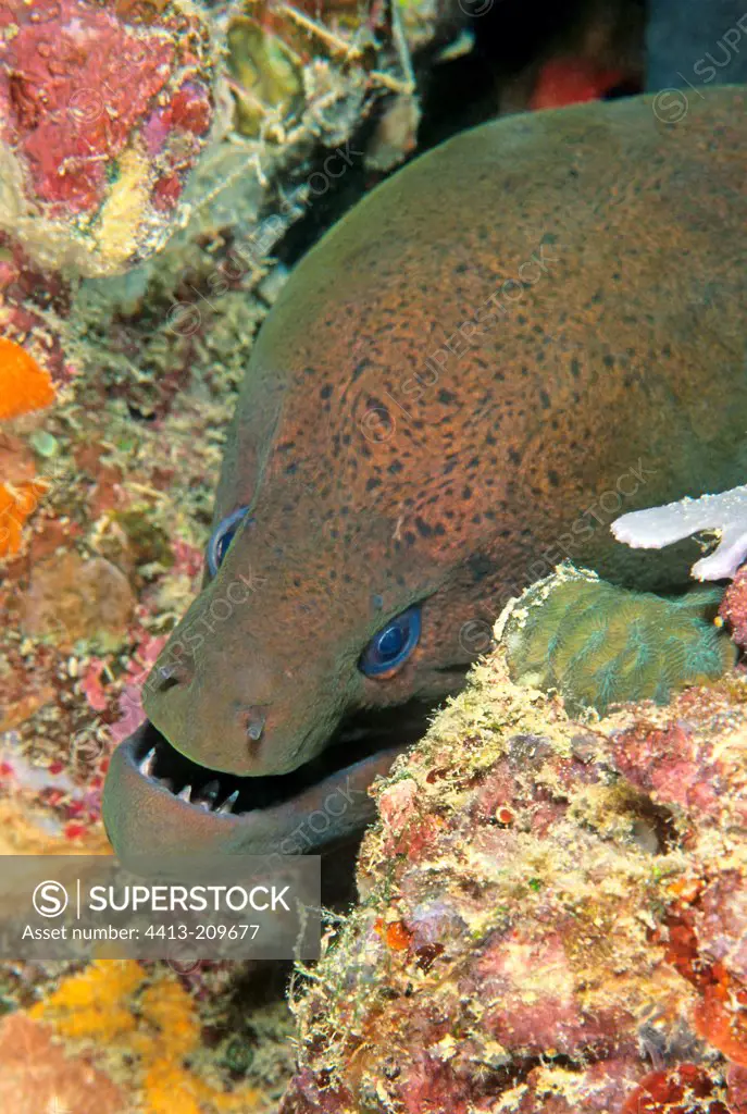 Portrait of a Moray in the reef Malaysia