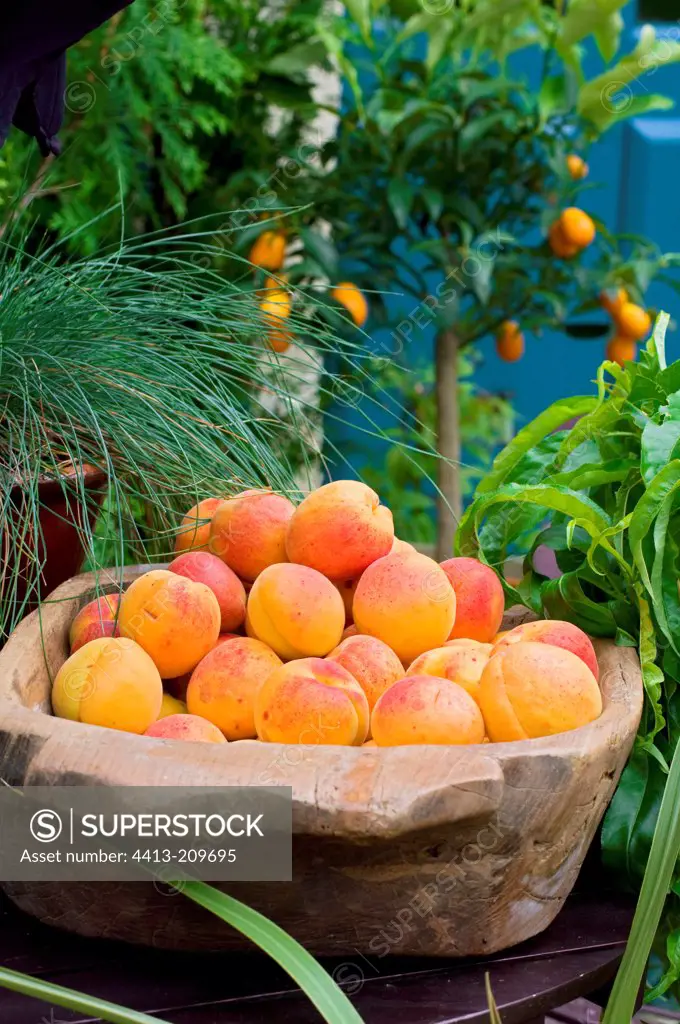 Harvest of apricots 'Bergeron'