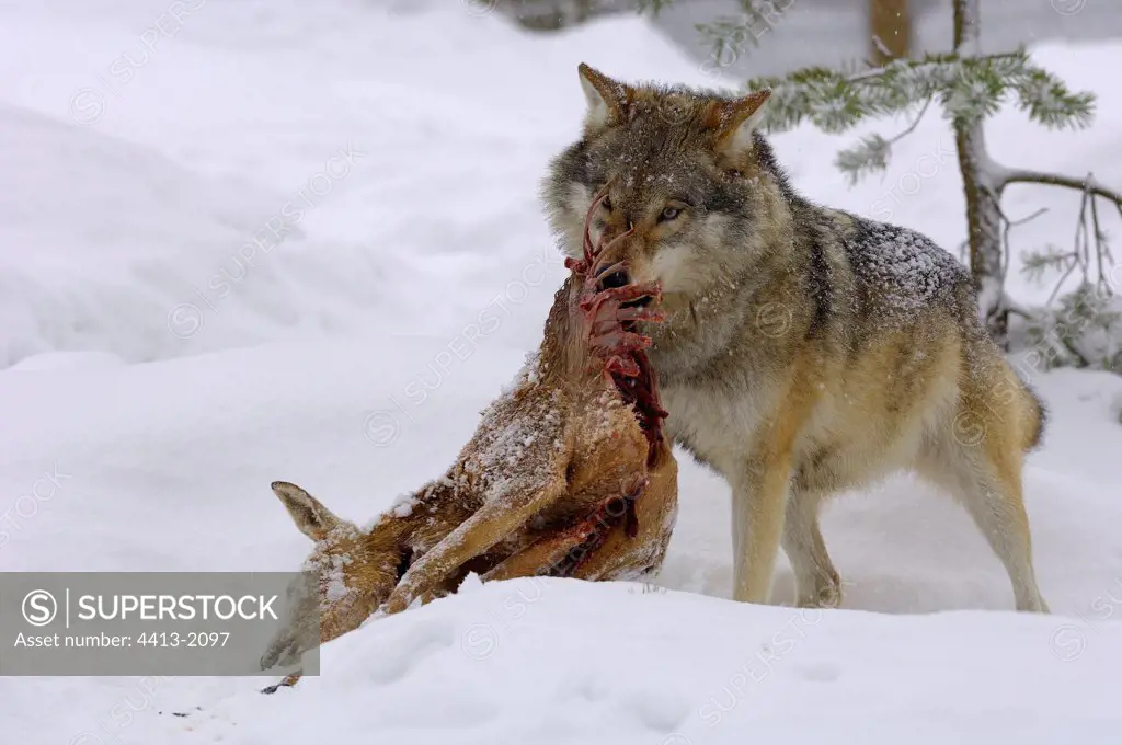 Female wolf moving a dead roe-deer Zoo of Ranua Finland