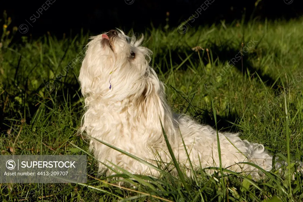 Tulear cotton dog in grass