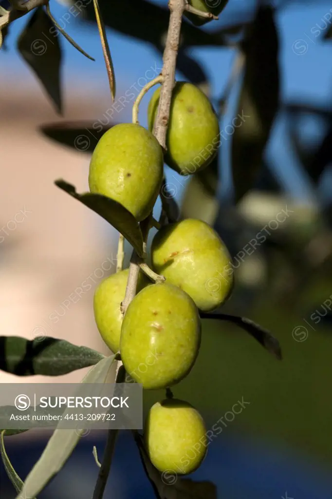 Unripe olives on tree