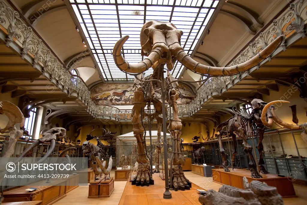 Mammot skeleton at the natural History Museum Paris