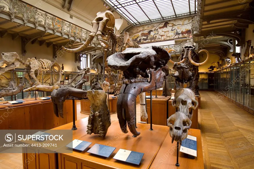 Palaeontology gallery at the natural History Museum