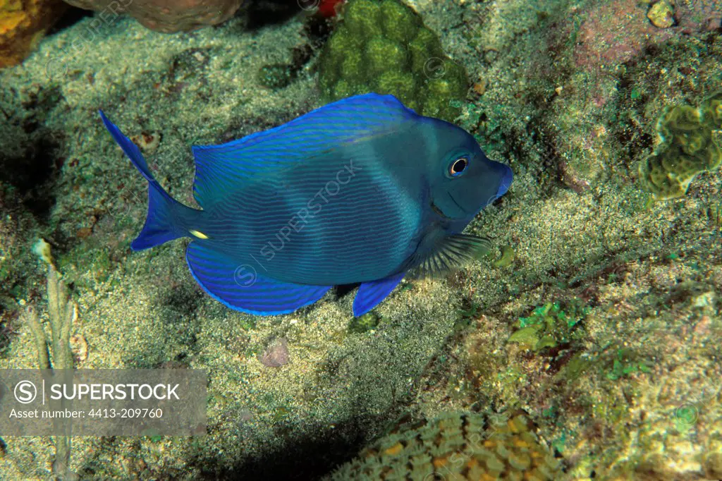 Palette surgeonfish swimming meadows coral Antilles
