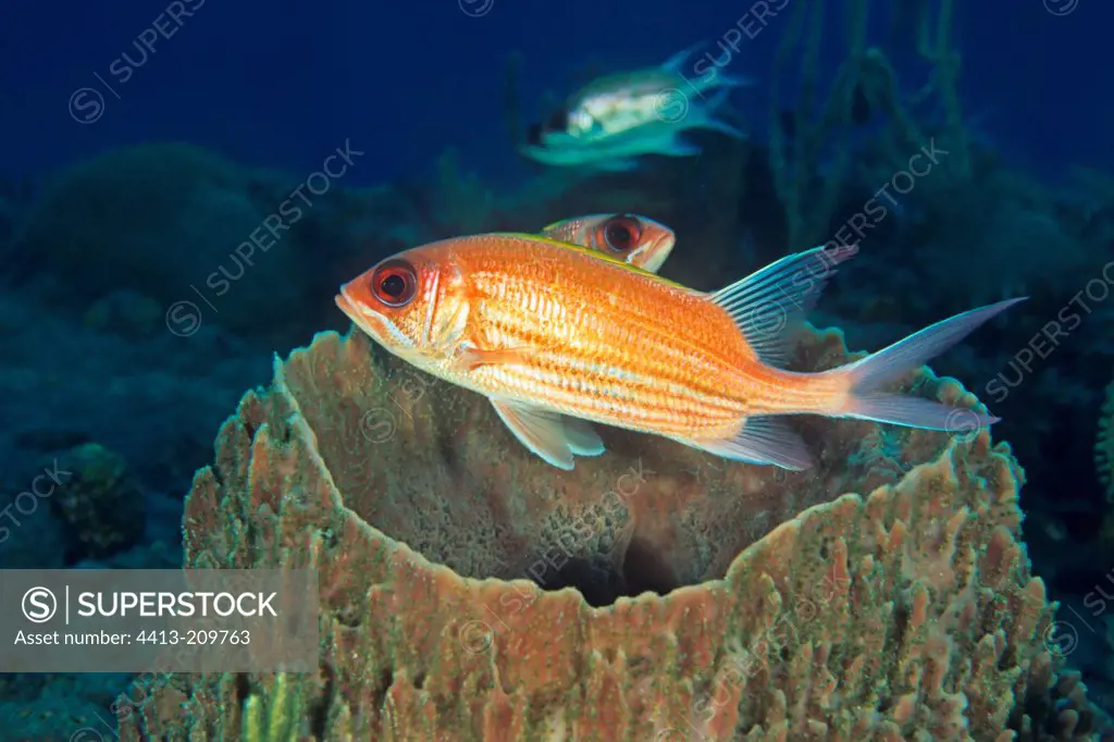 Soldierfish swimming over coral Antilles