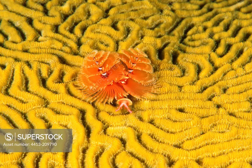 Spirograph based coral yellow Antilles