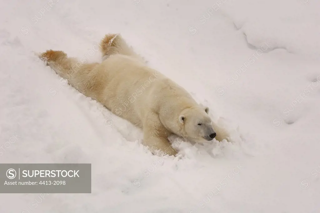Polar bear slipping on snow Zoo of Ranua Finland