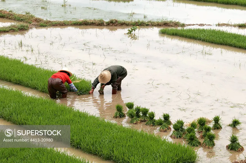 Women working in a rice plantation Jianshui Yunnan China