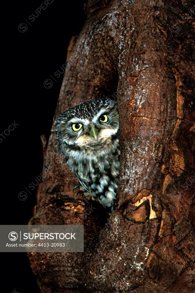 Little owl coming out a hole in an old tree Great Britain