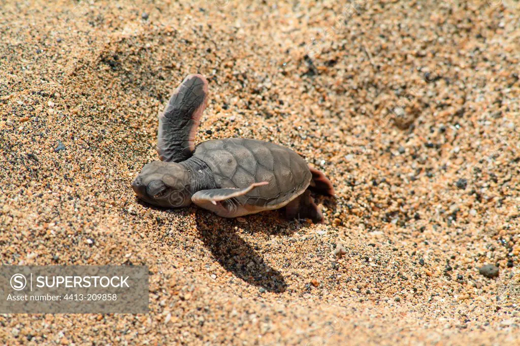 Emergence of a young turtle on the beach of Moya Mayotte