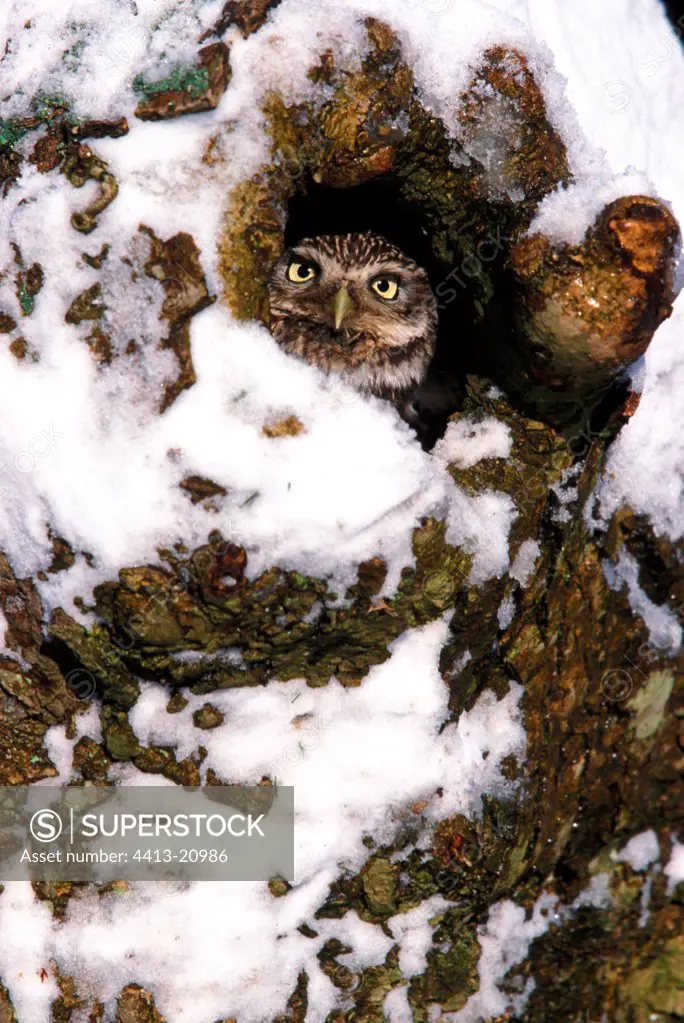 Little owl in the hole of a tree trunk Great Britain