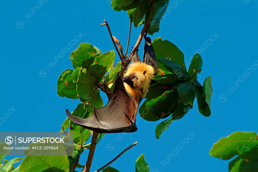 Bat hanged on a branch Mayotte