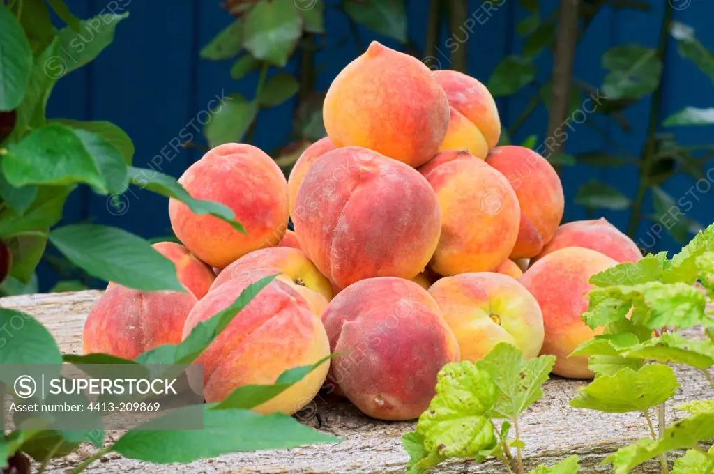 Harvest of peaches 'Redheaven'