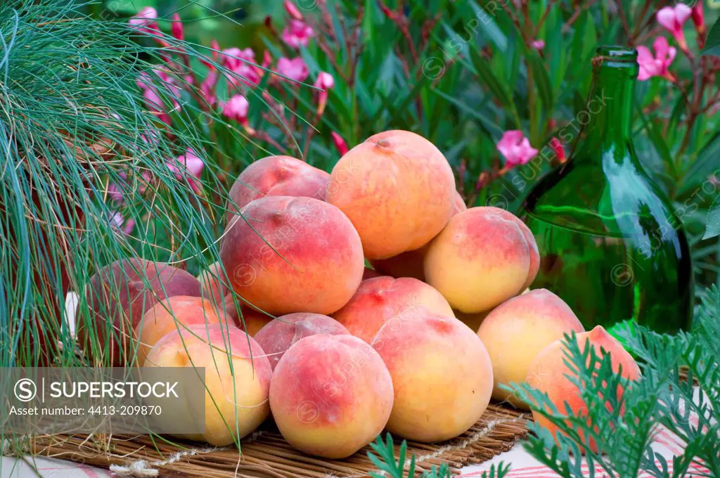 Harvest of peaches 'Redheaven'
