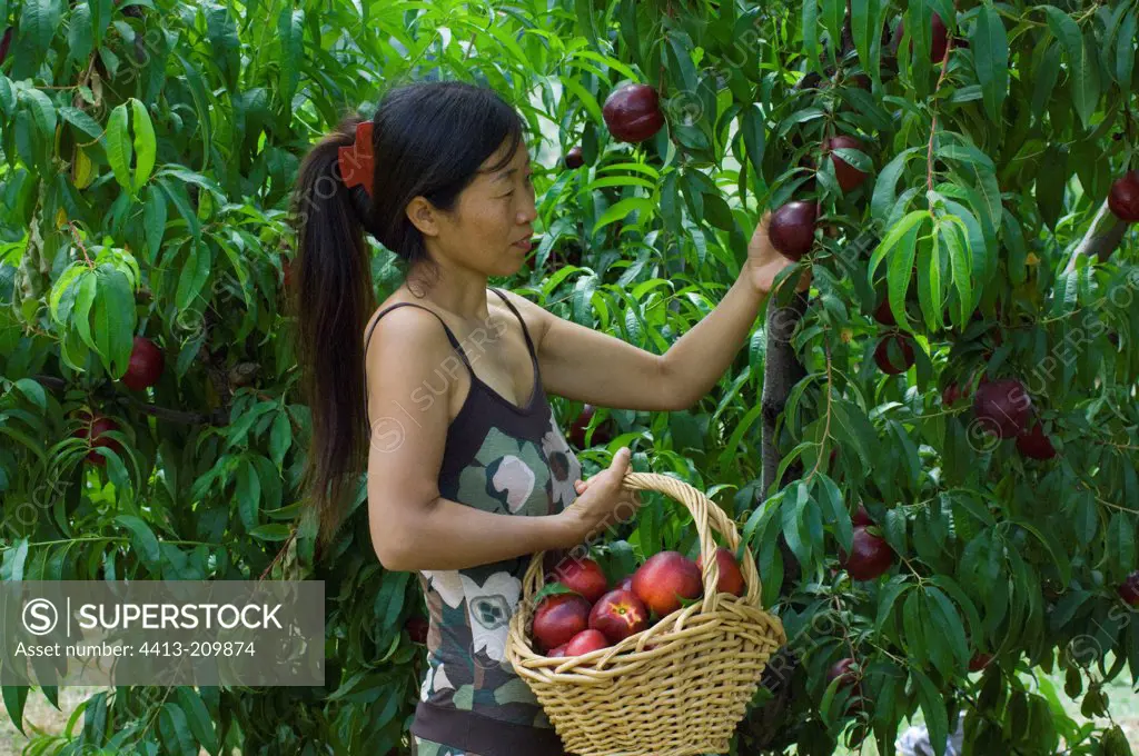 Young woman harvesting nectarines