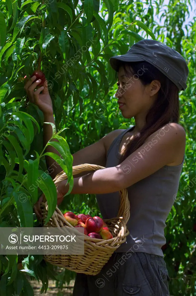 Young woman harvesting nectarines 'Mesembrine'