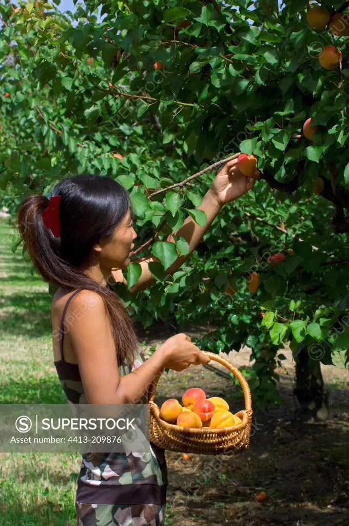 Young woman harvesting apricots 'Bergeron'