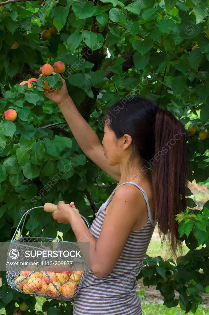Young woman harvesting apricots 'Rouge du Roussillon'
