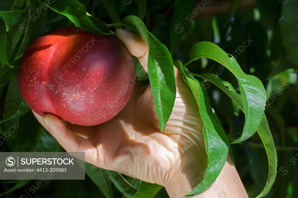 Harvest of nectarine
