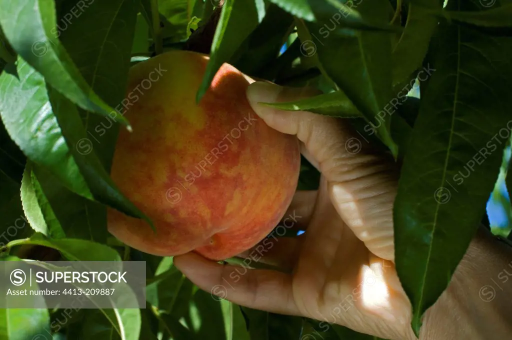 Harvest of peach 'Redhaven'