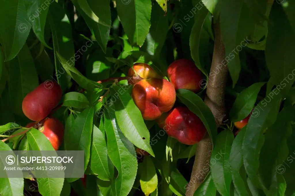 Nectarines 'Mesembrine' on the tree